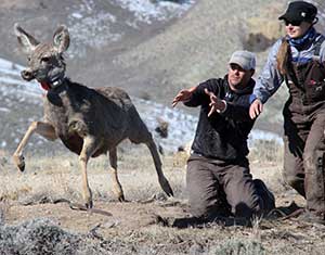 Wildlife biologist releasing one of the collared deer. Photo taken by Matthew Kauffman.