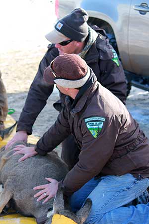 Mule deer being evaluated and collared. Photo by Mark Thonhoff.