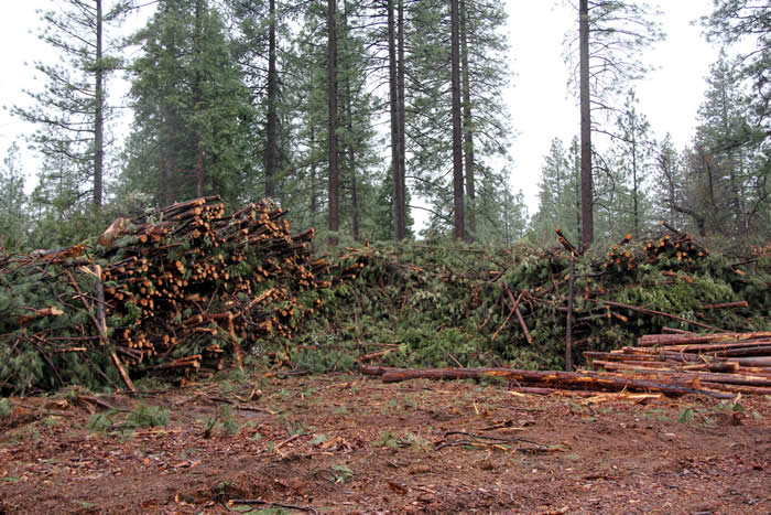 Logs and biomass fuel are piled at the landing. Photo by David Christie, BLM.