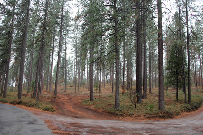 The thinned timber stand has reduced the risk of catastrophic fire for residents of the Lily Gap area. Photo by David Christie, BLM.