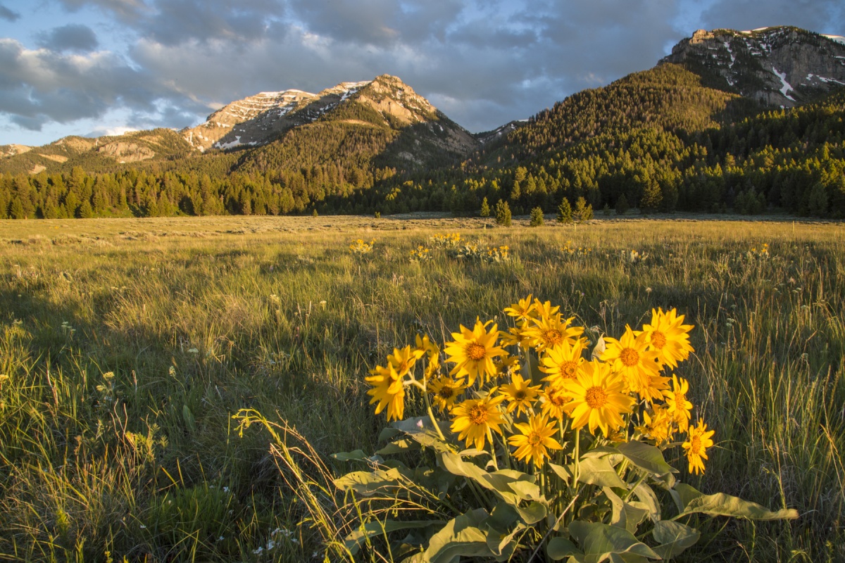 Centennial Mountains WSA by Bob Wick