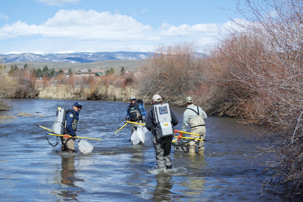 BLM, CPW and Trout Unlimited electro-fish in Tomichi Creek, collecting trout to use in the survey. Photo by Briant Wiles.