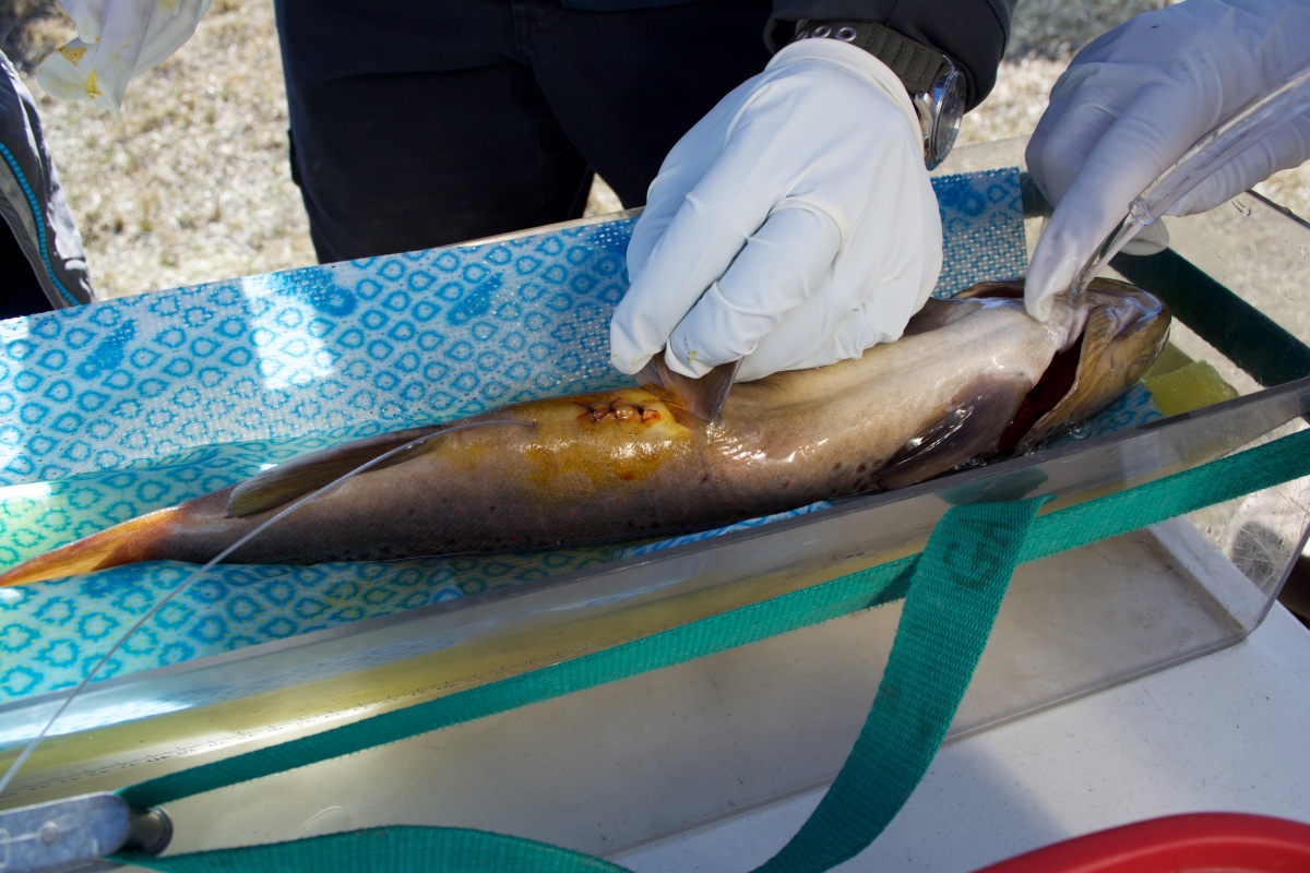 CPW biologists suturing a brown trout after inserting a radio frequency tag for the Adopt-a-Trout program. Photo by Briant Wiles.