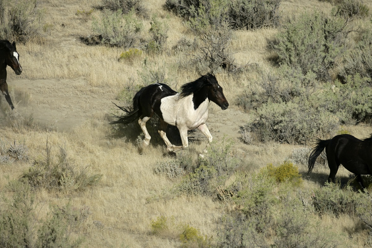 Wild horses travel in bands throughout the Little Bookcliffs wild horse area. BLM photo.