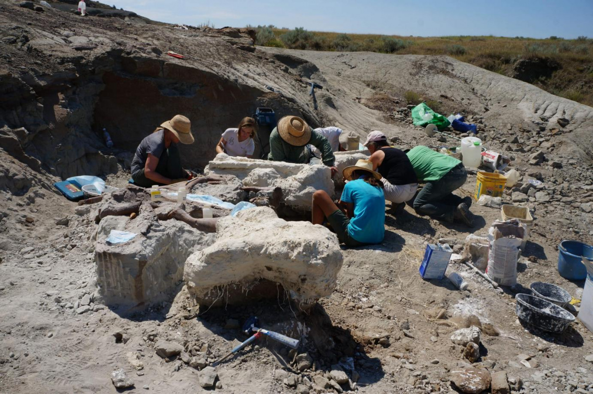 Dig Field School Excavation