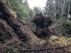 Image of uprooted tree in wet, forest soil. (Image by Julie Clark/BLM)