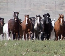 A group of brown, black, and white horses walking forward.
