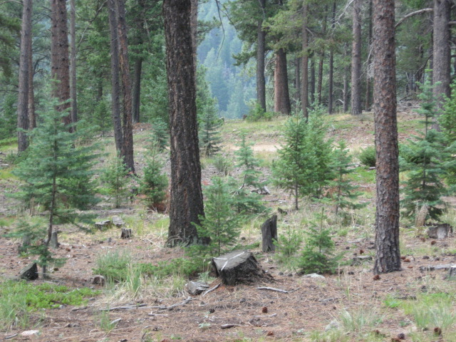 Douglas Fir saplings