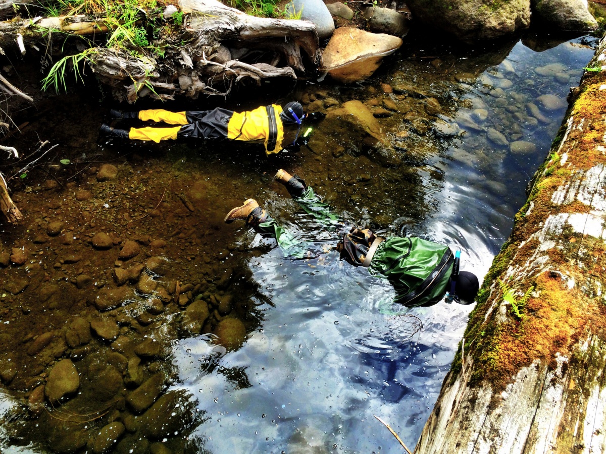 Two biologist snorkle in the salmon river to count fish. Photo by Maria Mia Tia and Michael Campbell, BLM Oregon.