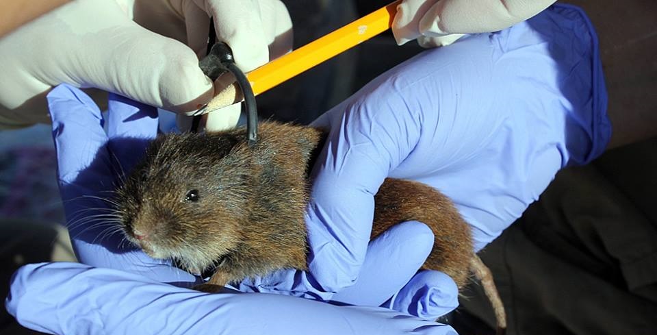 Scientist measures the amargosa vole. BLM California