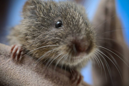 Close up of an amargosa vole. BLM California photo.