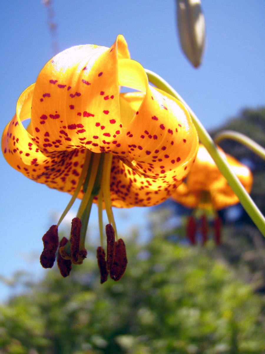 A close up of a tiger lily. BLM Oregon photo.