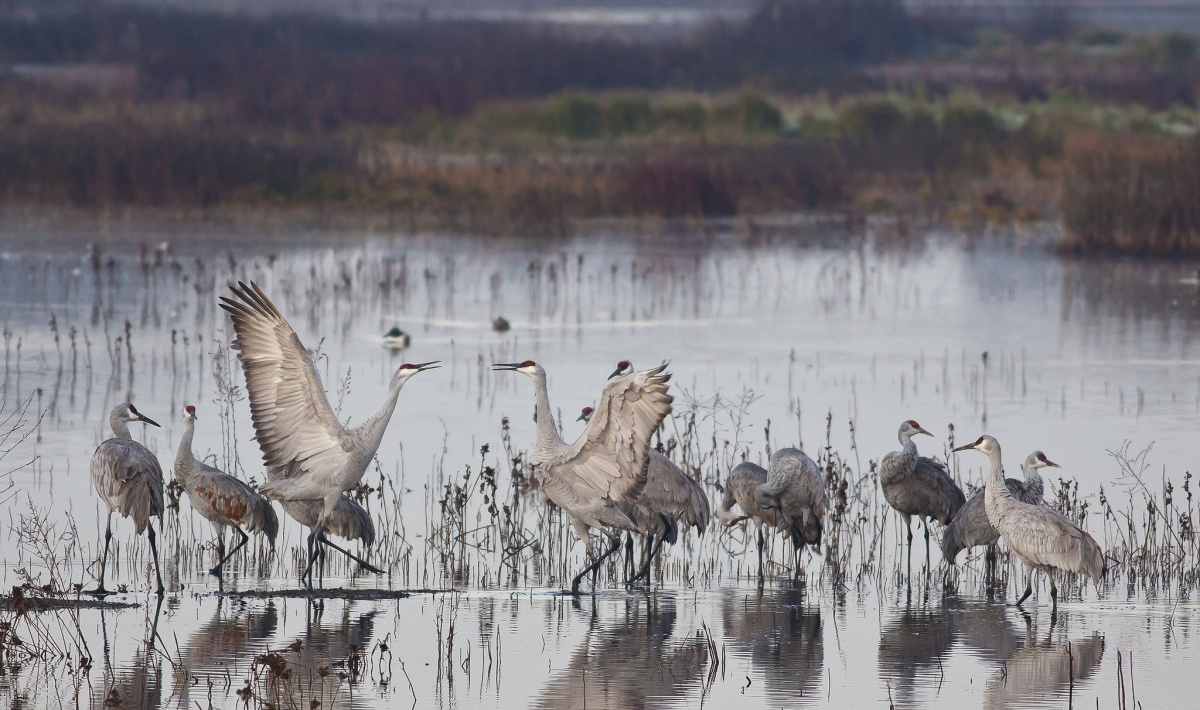 Sandhill cranes gather and dance in the water at Consumnes River Preserve, California. Photo by Bob Wick, BLM.