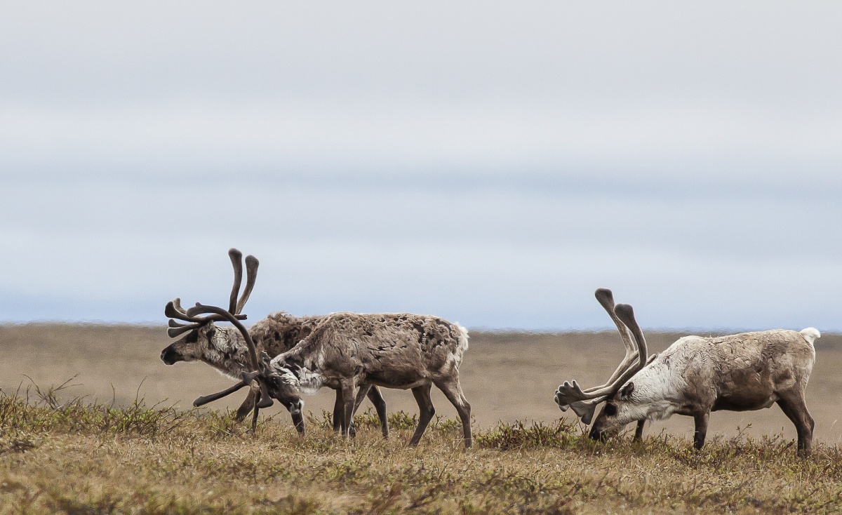A caribou herd move across the Alaskan range. Photo by Bob Wick, BLM.