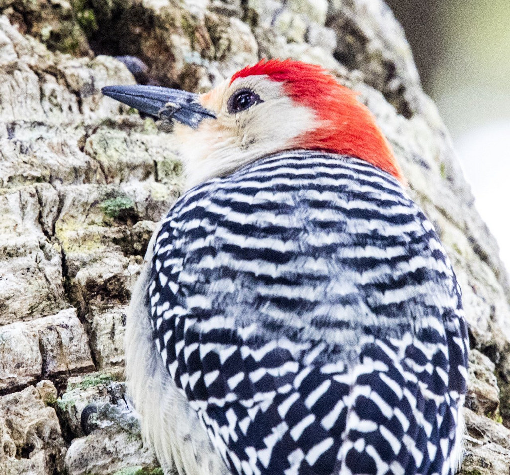 Small woodpecker against a tree at Jupiter Inlet Lighthouse, Florida. Photo by Bob Wick, BLM.