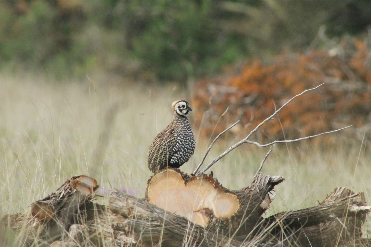 The Montezuma Quail is perched on top of a slash pile generated by the thinning of pinyon and juniper within the Ft. Stanton NCA. Photo by Randy Howard.