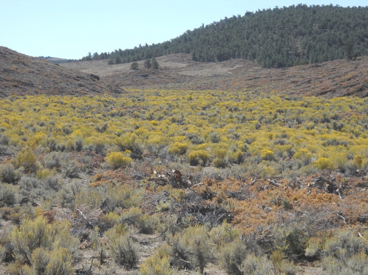 Post Pinyon-Juniper Removal in Dalton Canyon , Nevada. Photo by Keith Barker.