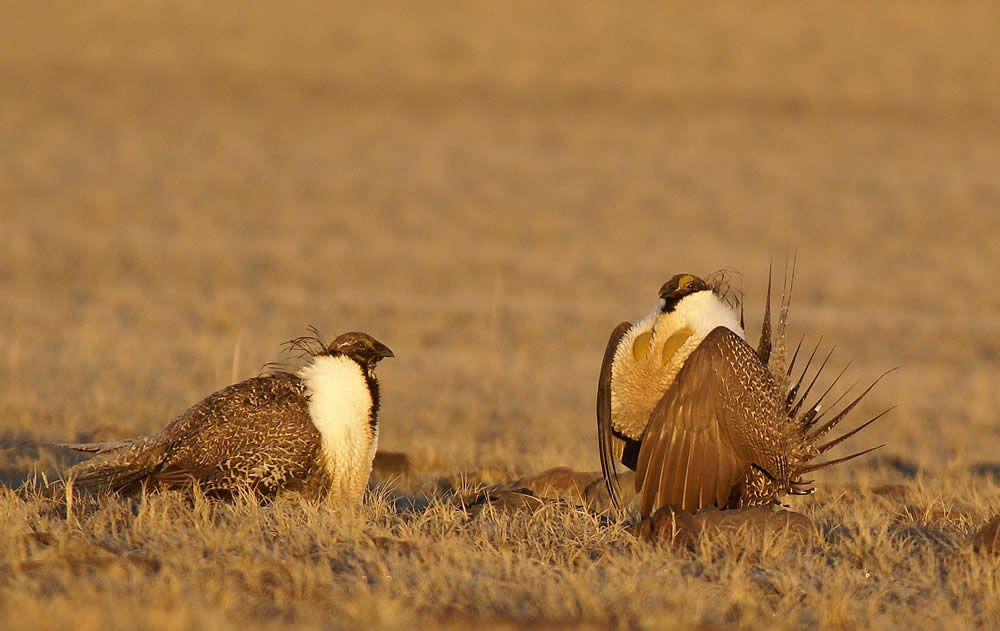 Male sage-grouse on the lek in the North Horse Project area. Photo by Dr. Lewis Oring.
