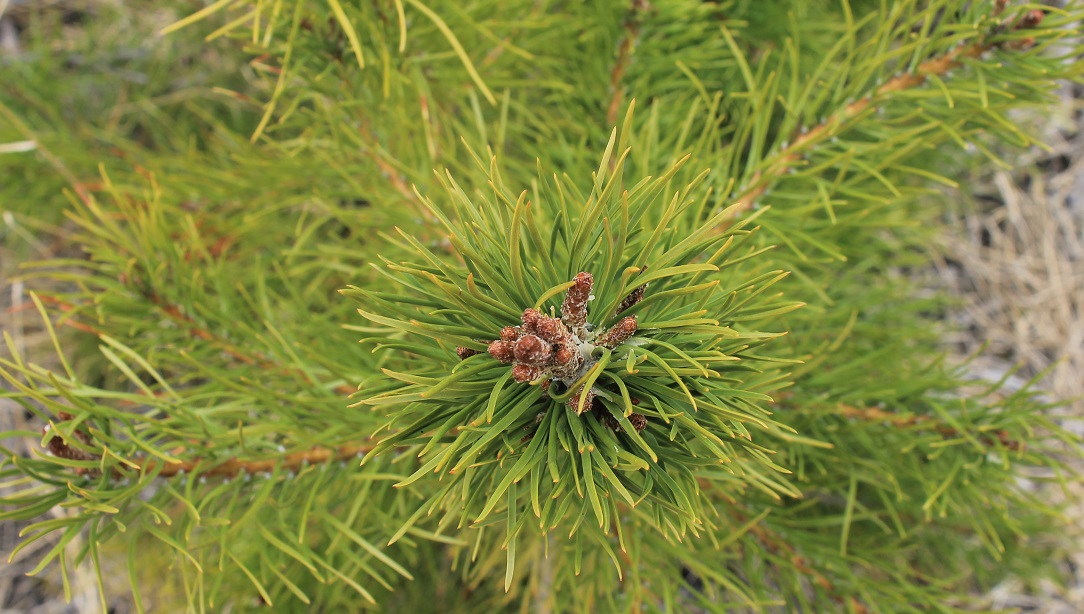 Close up of pine needles. BLM photo.