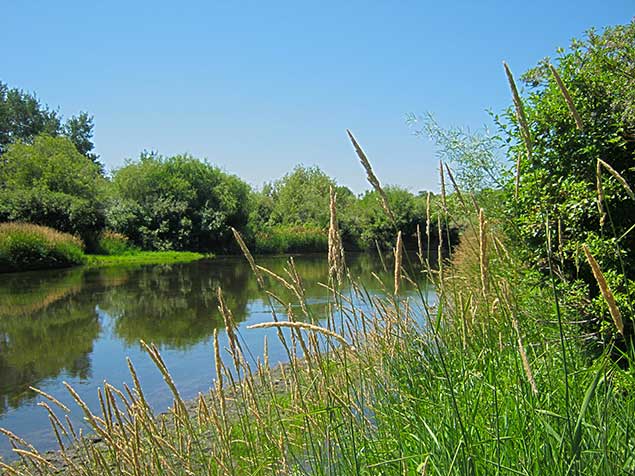 This prime riparian habitat along the Henry's Fork of the Snake River has been preserved thanks to collaboration between BLM and its partners.