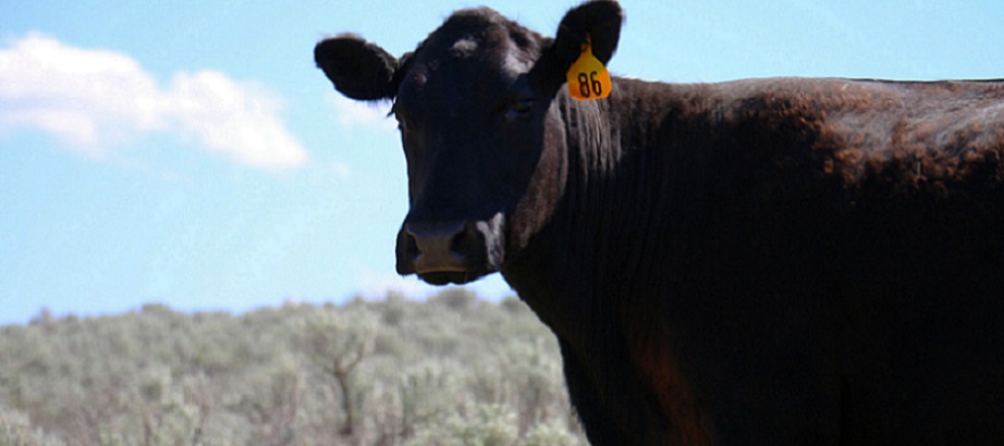 Grazing Permit Renewal
