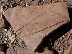 Prehistoric Trackways National Monument