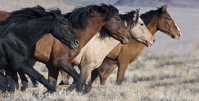 wildhorse_landingpage_hero2_0.jpg