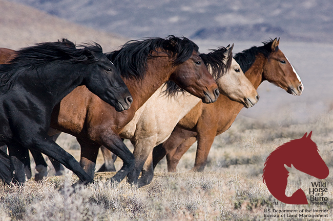 wildhorse_landingpage_hero3