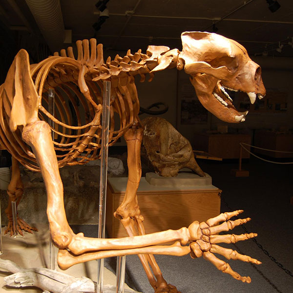 A dinosaur skeleton from Idaho. BLM photo.