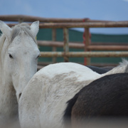 A stud horse is pictured at temporary holding.