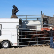 Mustang trainer Matt Zimmerman helps to load a 2017 Mustang Mania TIP challenge horse, while Idaho Public Television videographer films away.