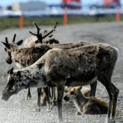 Caribou in the Alpine Development on Alaska’s North Slope.