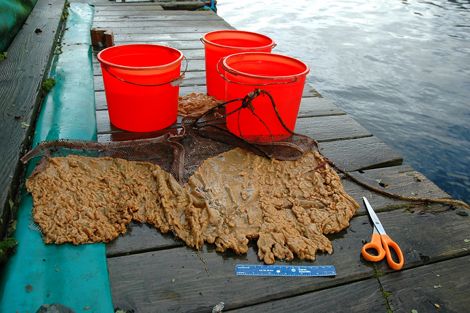 Invasive Didemnum vexillum growing on an oyster net removed from Whiting Harbor. 