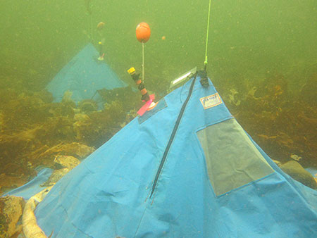 Underwater photo of two study domes on the seafloor within Whiting Harbor. 