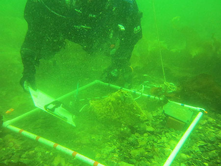  Underwater photo of SERC diver taking a point count of D. vex after biocide treatment.