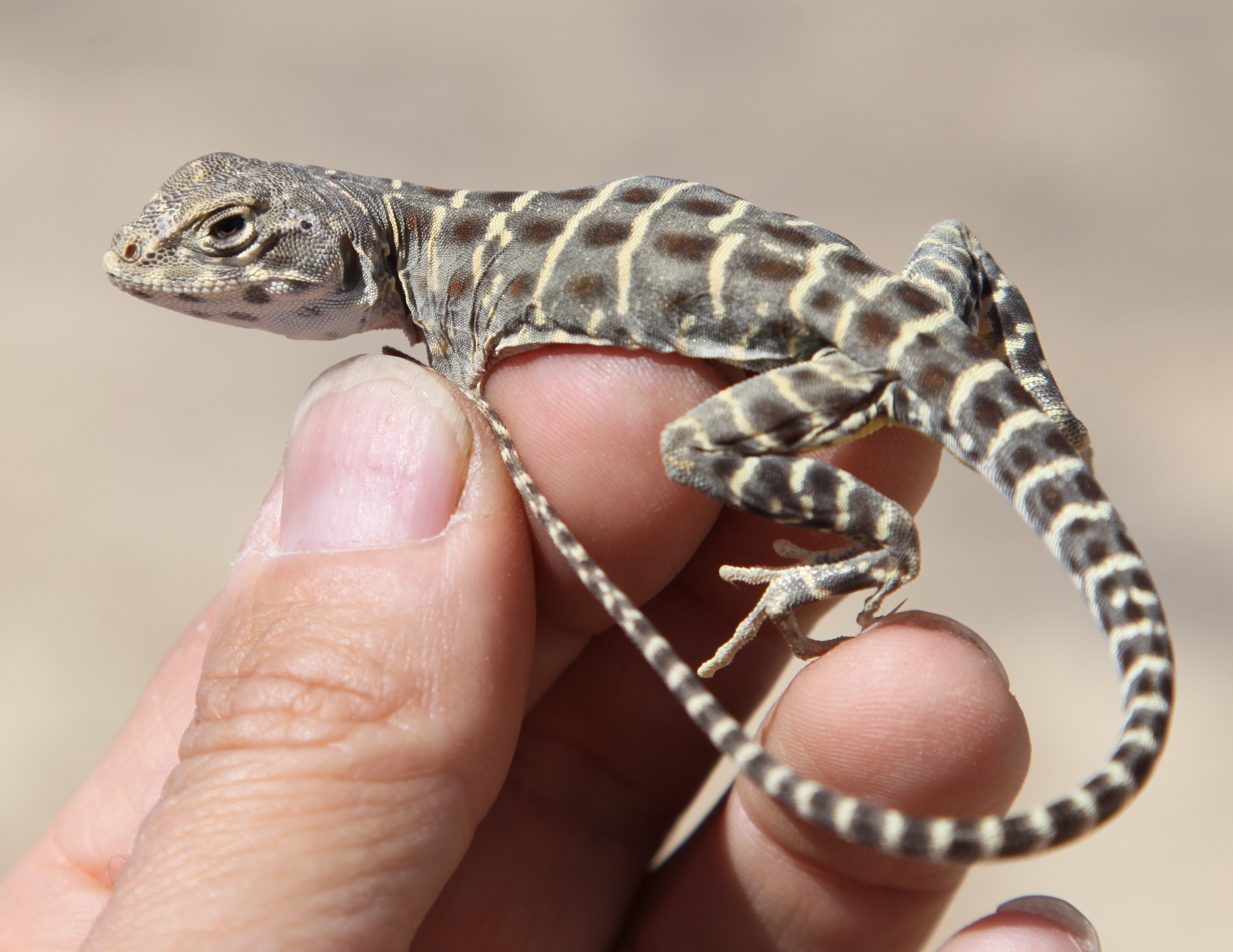 A small lizard sits on a man's fingers. 