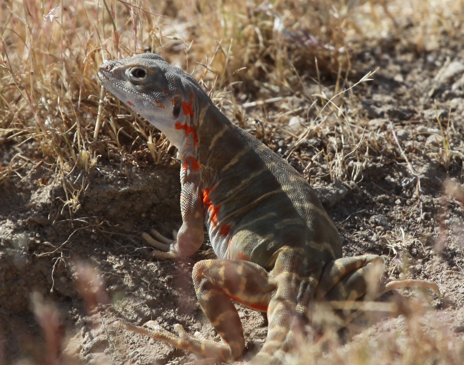 A pregnant female leopard lizards with bright colorful markings along its side sits on the ground in dry brushy habitat.
