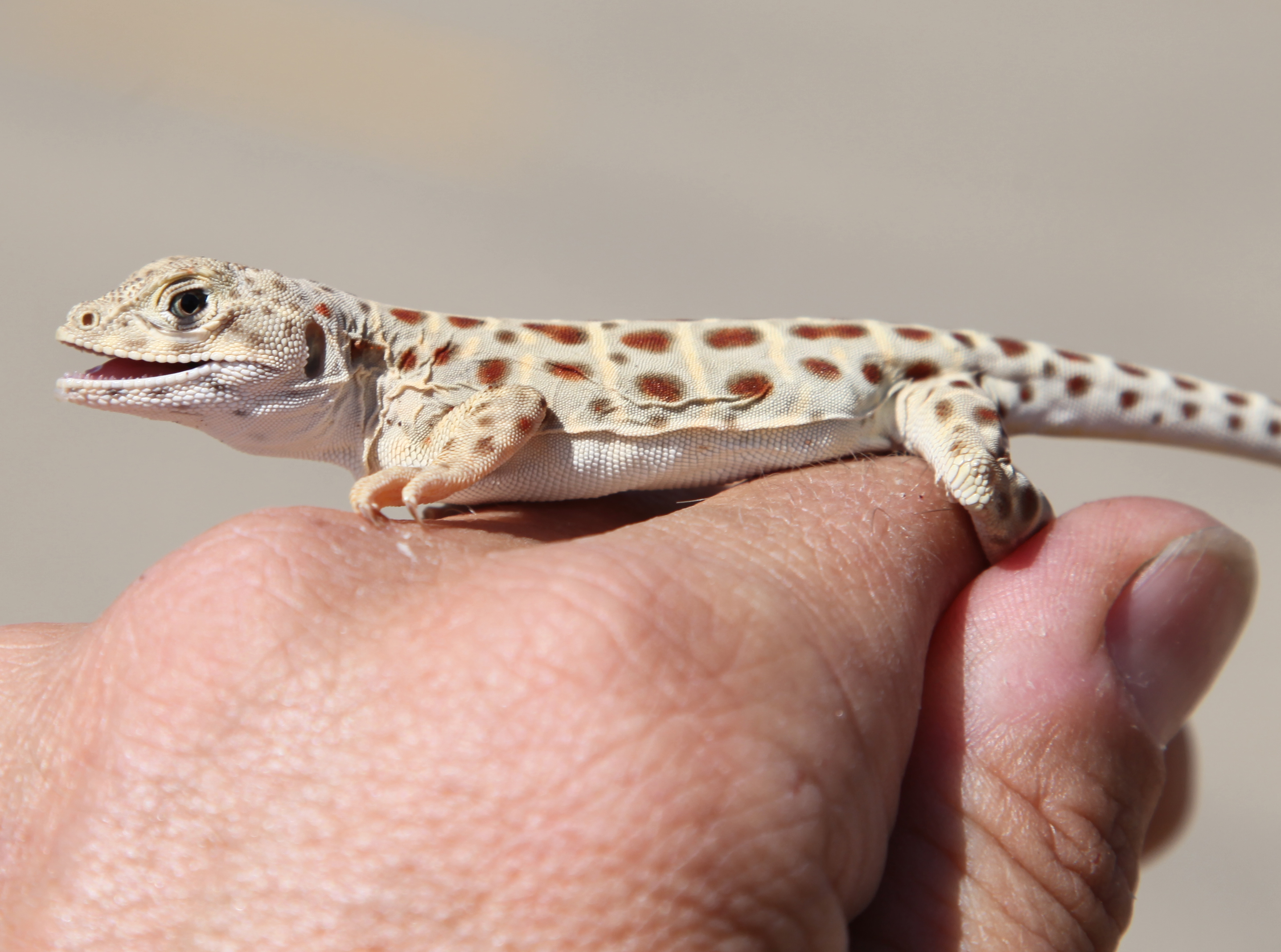 A young lizard with unique markings rests on the hand of a man.