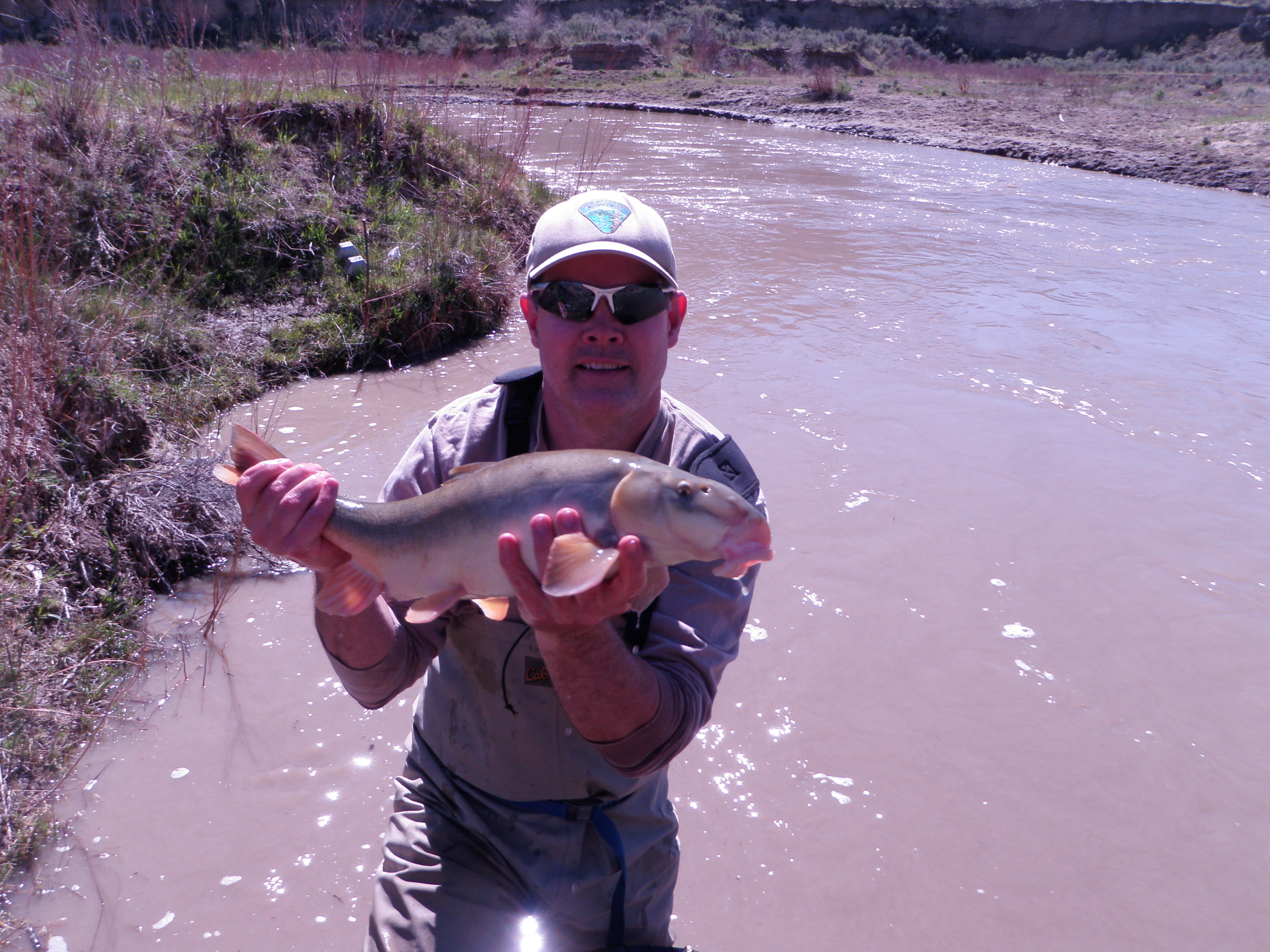 BLM biologist holding a Bluehead Sucker.