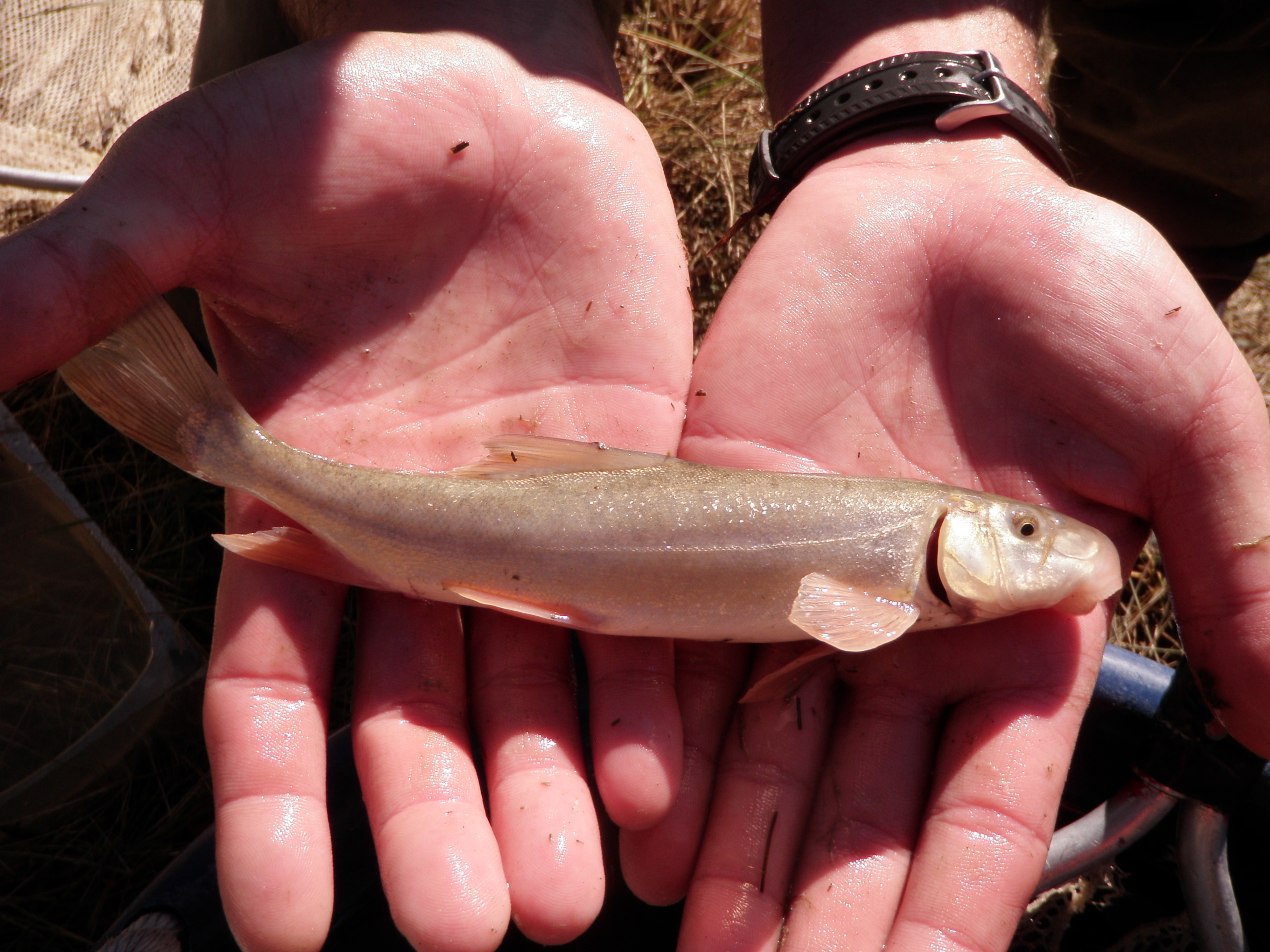 A Bluehead Sucker.