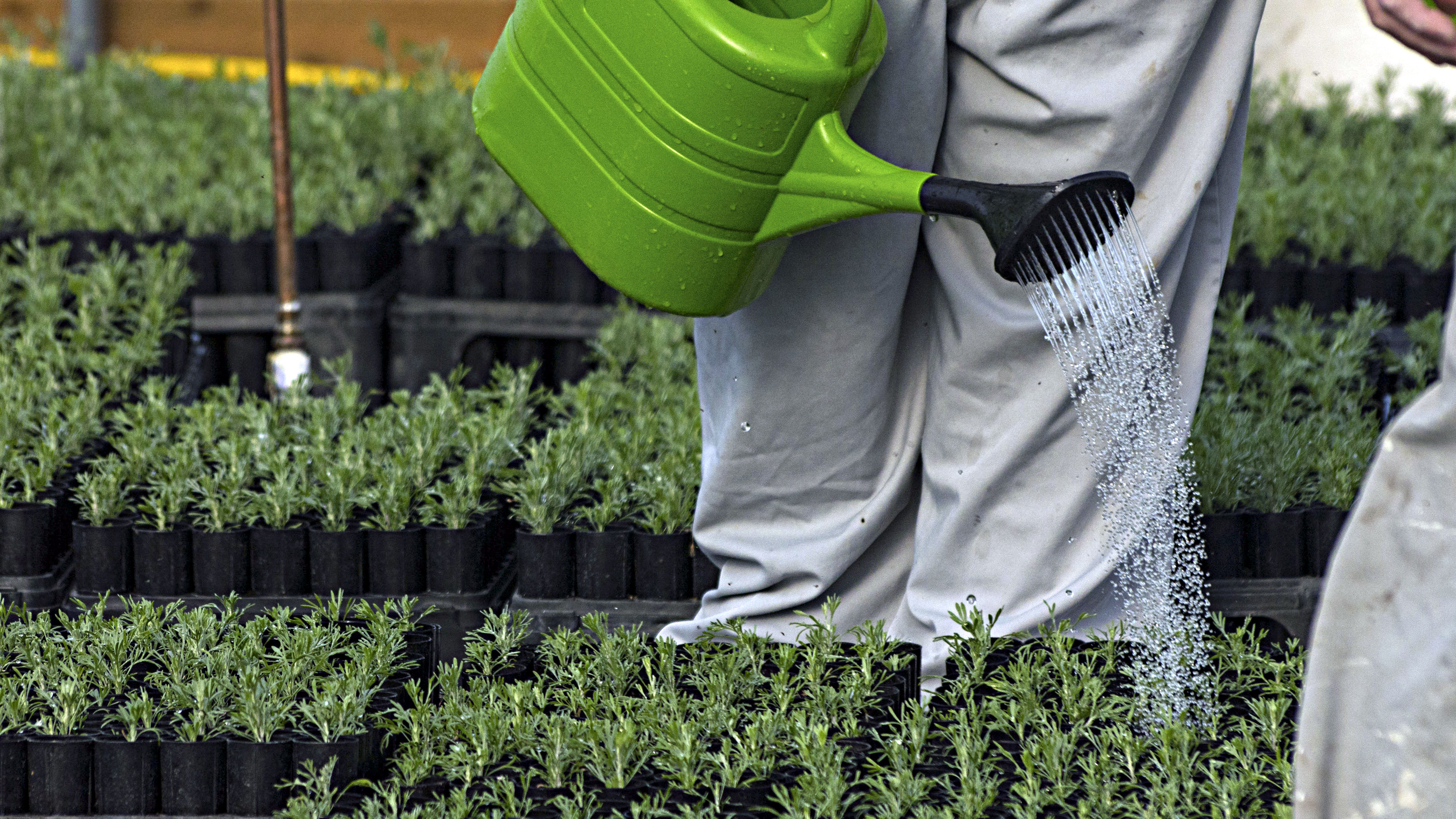 Inmates at Coyote Ridge Corrections Center, southwest of Spokane, Wash., water, fertilize and thin sagebrush plants they are growing for the BLM, Sept. 8, 2015. Photo by Jeff Clark, BLM