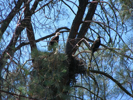 Two birds sit high in a tree