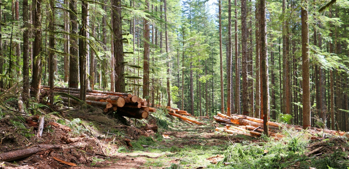 Timber Sales BUREAU OF LAND MANAGEMENT