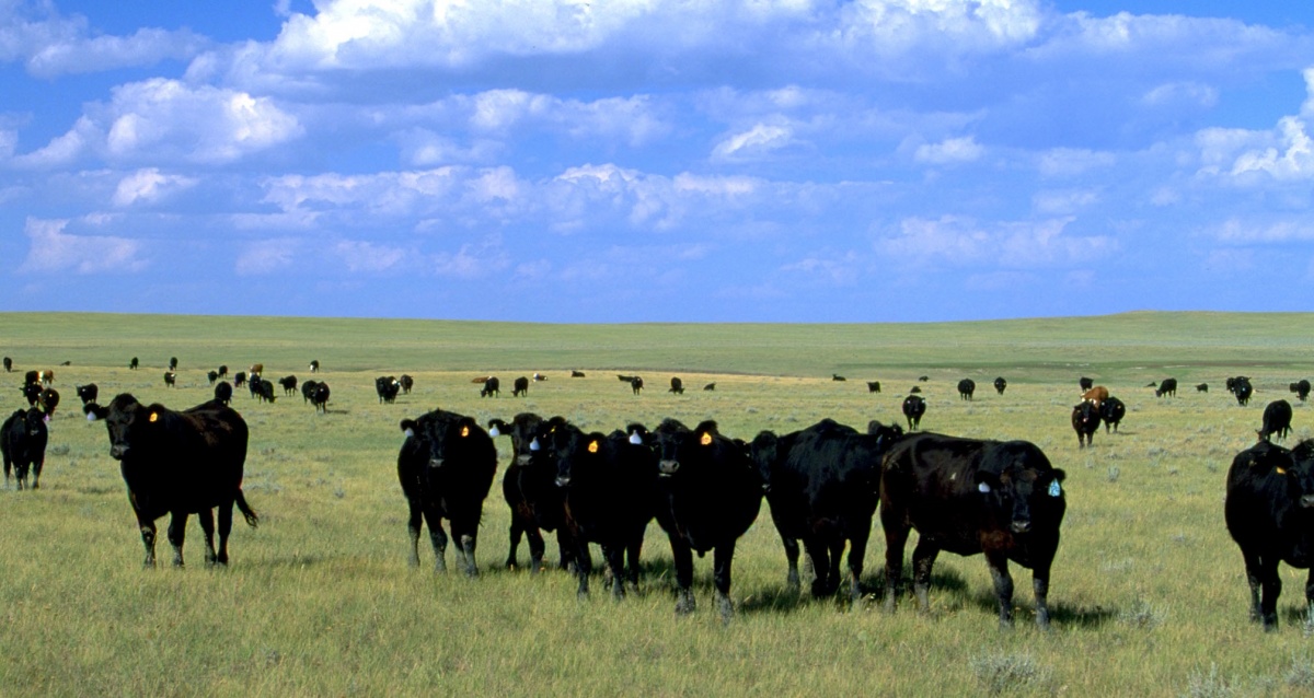 Cattle graze in a Montana field. BLM photo.
