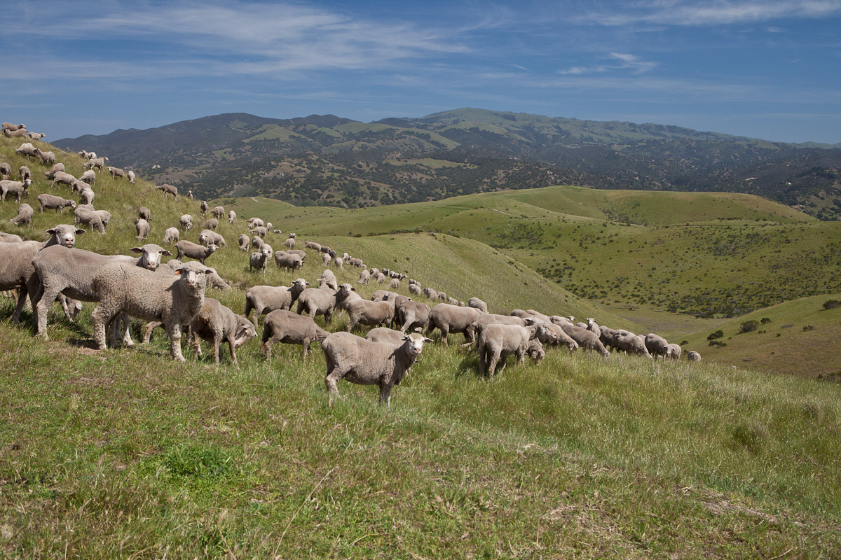 Sheep graze on a hill at Fort Ord National Monument in California. BLM California photo.