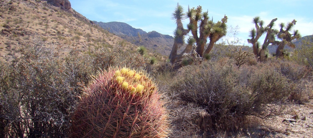 Plants native to nevada