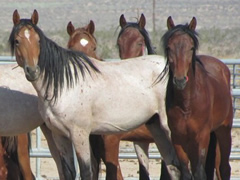 Wild horses standing in a corral. Photo by Megan Zehendner, BLM.