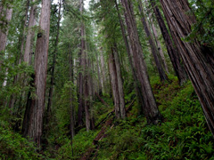 Large redwood trees grow on a green hillside. Photo by Bob Wick, BLM.