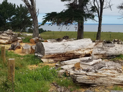 Downed firewood with the ocean in the distance. Photo by Courtney Boyd, BLM. 