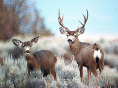 Rocky Mountain mule deer doe and buck stand among sagebrush (CDFW Photo)